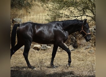 PRE, Hengst, 2 Jaar, 174 cm, Zwart