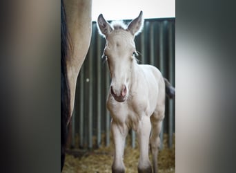 PRE, Hengst, 2 Jaar, 175 cm, Perlino