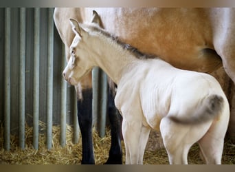 PRE, Hengst, 2 Jaar, 175 cm, Perlino