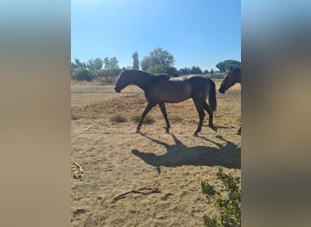 PRE, Hengst, 2 Jaar, Appelschimmel