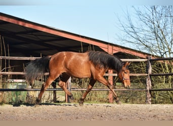 PRE Mix, Hengst, 2 Jaar, Bruin