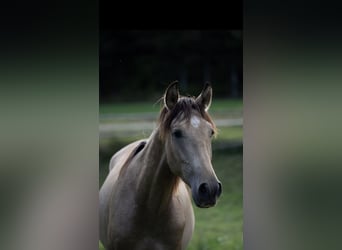 PRE Mix, Hengst, 2 Jaar, Buckskin