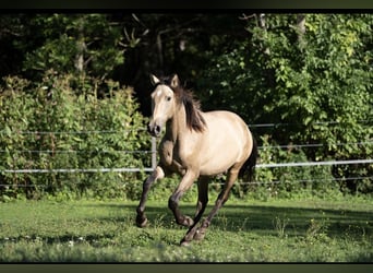 PRE Mix, Hengst, 2 Jaar, Buckskin