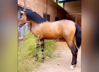 PRE Mix, Hengst, 2 Jaar, Buckskin