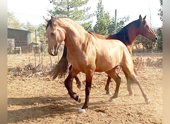 PRE Mix, Hengst, 2 Jaar, Falbe