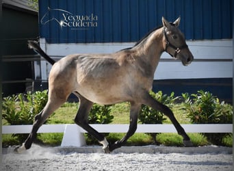 PRE, Hengst, 2 Jaar, Schimmel