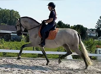 PRE, Hengst, 2 Jaar, Schimmel