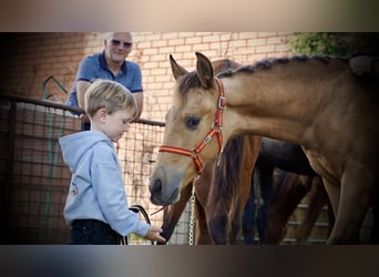 PRE, Hengst, 2 Jahre, 138 cm, Buckskin