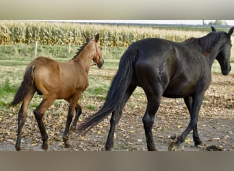 PRE, Hengst, 2 Jahre, 138 cm, Buckskin