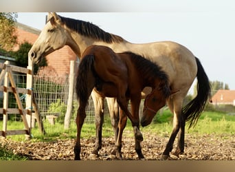 PRE, Hengst, 2 Jahre, 140 cm, Dunkelfuchs