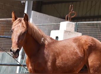 PRE, Hengst, 2 Jahre, 144 cm, Fuchs