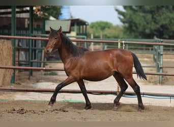 PRE Mix, Hengst, 2 Jahre, 150 cm, Brauner