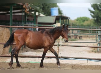 PRE Mix, Hengst, 2 Jahre, 150 cm, Brauner