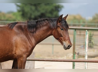 PRE Mix, Hengst, 2 Jahre, 150 cm, Brauner