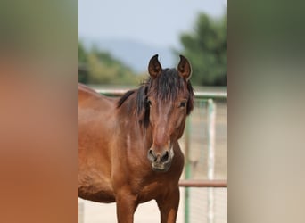 PRE Mix, Hengst, 2 Jahre, 150 cm, Brauner