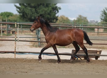 PRE Mix, Hengst, 2 Jahre, 150 cm, Brauner