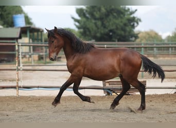 PRE Mix, Hengst, 2 Jahre, 150 cm, Brauner