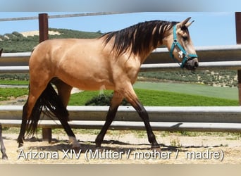 PRE, Hengst, 2 Jahre, 150 cm, Falbe