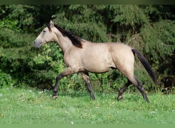 PRE, Hengst, 2 Jahre, 150 cm, Falbe