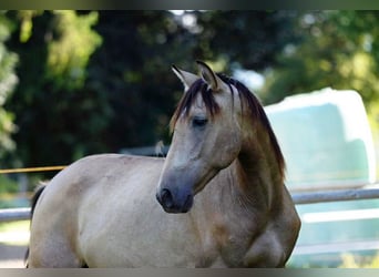 PRE, Hengst, 2 Jahre, 150 cm, Falbe
