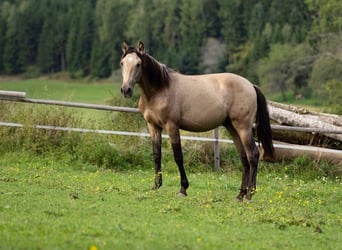 PRE, Hengst, 2 Jahre, 150 cm, Falbe
