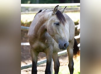 PRE, Hengst, 2 Jahre, 150 cm, Falbe
