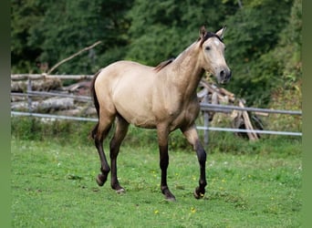 PRE, Hengst, 2 Jahre, 150 cm, Falbe