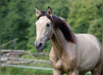 PRE, Hengst, 2 Jahre, 150 cm, Falbe