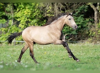 PRE, Hengst, 2 Jahre, 150 cm, Falbe