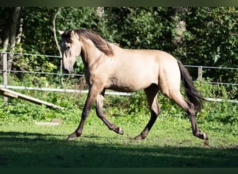 PRE, Hengst, 2 Jahre, 150 cm, Falbe