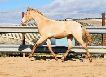 PRE, Hengst, 2 Jahre, 150 cm, Pearl