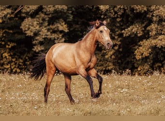PRE, Hengst, 2 Jahre, 151 cm, Buckskin