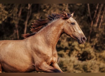 PRE, Hengst, 2 Jahre, 151 cm, Buckskin