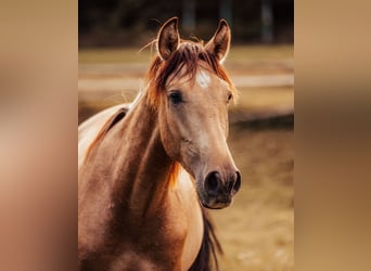 PRE, Hengst, 2 Jahre, 151 cm, Buckskin