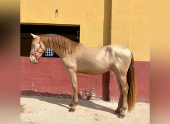 PRE Mix, Hengst, 2 Jahre, 152 cm, Pearl