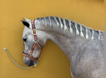 PRE Mix, Hengst, 2 Jahre, 152 cm, Schimmel