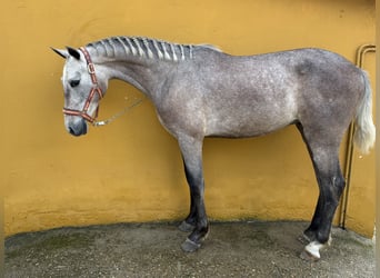 PRE Mix, Hengst, 2 Jahre, 152 cm, Schimmel