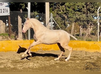 PRE, Hengst, 2 Jahre, 153 cm, Cremello