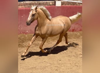 PRE Mix, Hengst, 2 Jahre, 153 cm, Palomino