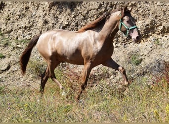 PRE, Hengst, 2 Jahre, 153 cm, Pearl