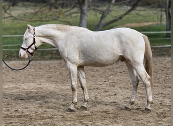 PRE Mix, Hengst, 2 Jahre, 153 cm, Perlino