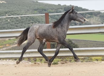 PRE, Hengst, 2 Jahre, 154 cm, Schimmel