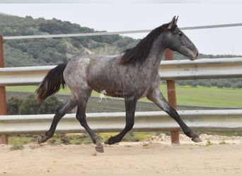PRE, Hengst, 2 Jahre, 154 cm, Schimmel