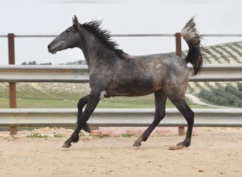 PRE, Hengst, 2 Jahre, 154 cm, Schimmel