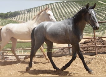 PRE, Hengst, 2 Jahre, 154 cm, Schimmel