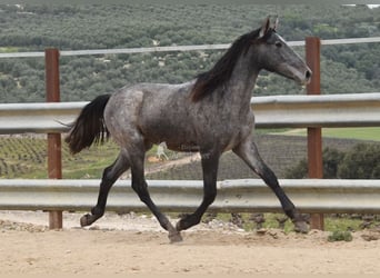 PRE, Hengst, 2 Jahre, 154 cm, Schimmel