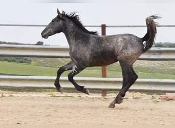 PRE, Hengst, 2 Jahre, 154 cm, Schimmel