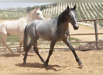 PRE, Hengst, 2 Jahre, 154 cm, Schimmel