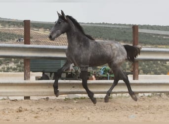PRE, Hengst, 2 Jahre, 154 cm, Schimmel
