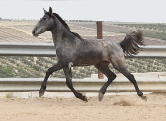 PRE, Hengst, 2 Jahre, 154 cm, Schimmel